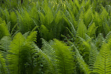 Image showing Green ferns plant