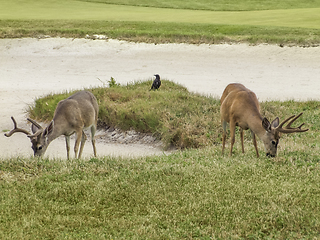 Image showing Deers in California