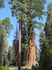 Image showing Sequoia National Park