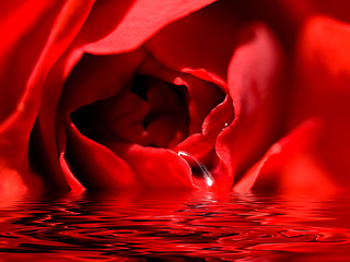 Image showing Beautiful red rose