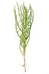 Image showing Fresh marsh samphire