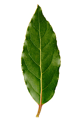 Image showing Detail of laurel leaf