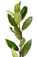 Image showing Detail of laurel branch