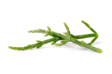 Image showing Fresh marsh samphire