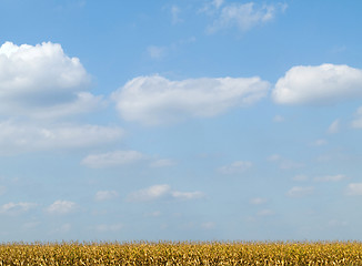 Image showing Golden corn field and blue sky