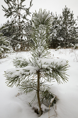 Image showing pine trees in winter