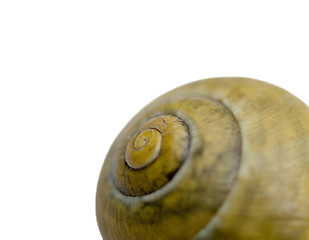 Image showing Snail shell