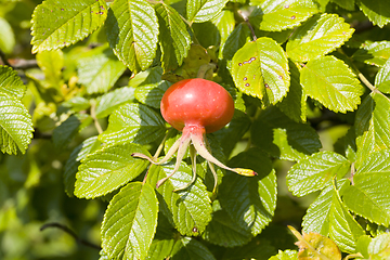 Image showing red rosehip fruit