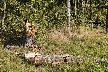 Image showing harvesting and storage