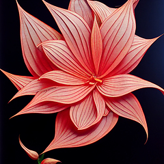 Image showing Watercolor pink lily flower on black background. 