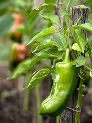 Image showing Sweet pepper in garden