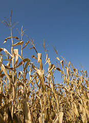 Image showing Corn crop at summer