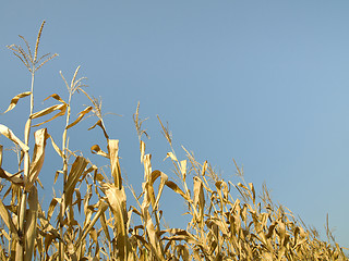 Image showing Corn crop at summer