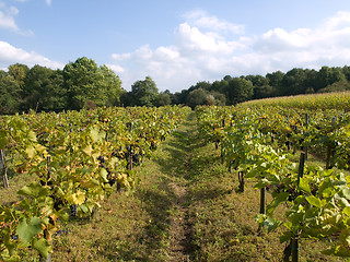 Image showing Vineyard under blue sky with clouds