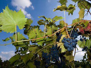 Image showing Vineyard with dark grapes