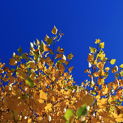Image showing Autumn Leaves against Blue Sky