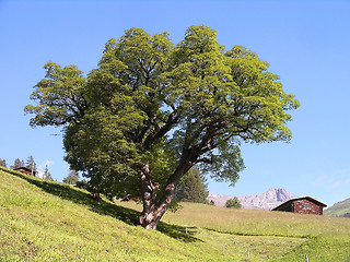 Image showing Impressive tree in front of a blue sky