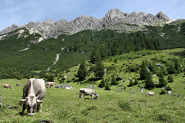 Image showing Cows in Alps