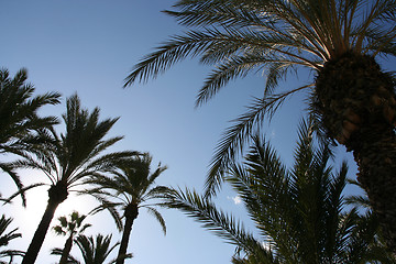 Image showing Palm trees