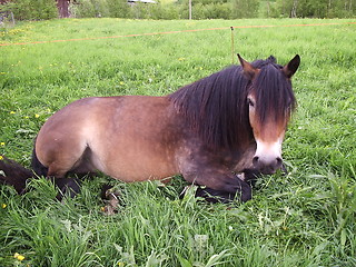 Image showing Horse