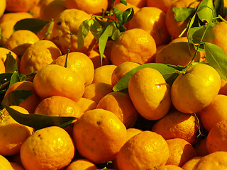 Image showing  tangerines