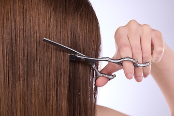 Image showing Woman, hands and scissors for haircut on studio background for aesthetic change. Female model cutting hairstyle for beauty, hairdresser cosmetics and healthy shine of DIY makeover and salon treatment