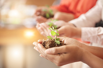 Image showing Teamwork, soil or hands with plant for sustainability, agriculture environment or natural growth top view. Future goals, group accountability or people with dirt helping green leaves development