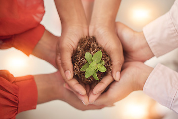 Image showing Teamwork, earth day or hands with plant for sustainability, agriculture environment or natural growth top view. Goals, group accountability or zoom of soil dirt for future green leaves development