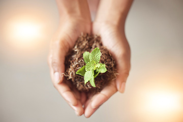 Image showing Environment, earth day or hands with plant for sustainability, agriculture or natural growth top view. Carbon capture goals, accountability or zoom of soil dirt for future green leaves development