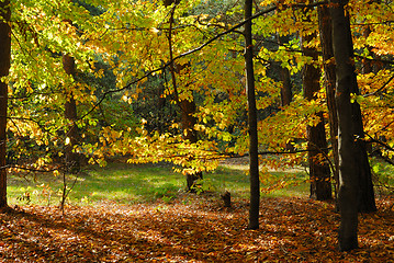 Image showing Colors of Fall