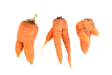 Image showing Twisted Misshapen Carrots