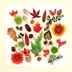 Image showing Autumn Thanksgiving Leaves Flowers, Seeds, Nuts and Berry Fruit