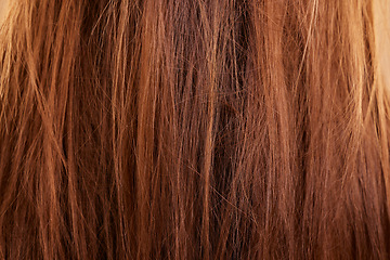 Image showing Haircare, texture and beauty closeup of woman with breakage, keratin or hairstyle problem. Dry, macro and female model with messy hair, frizzy or hairloss, damaged or tangled after salon treatment.