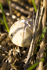 Image showing poisonous mushroom