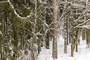 Image showing winter day after a snowfall