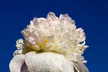 Image showing beautiful white peony