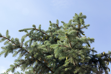 Image showing top of the spruce