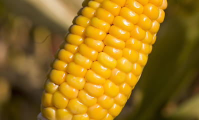 Image showing corn cob