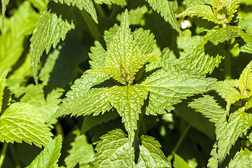 Image showing green nettles