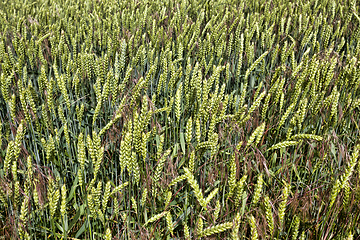 Image showing wheat or rye