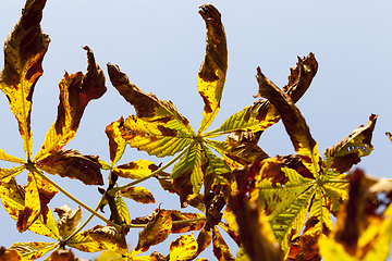 Image showing beautiful natural chestnut foliage