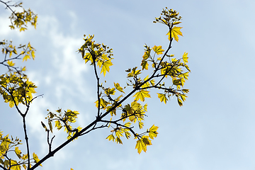 Image showing growing trees