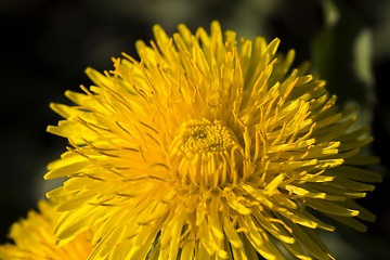 Image showing beautiful dandelion flower