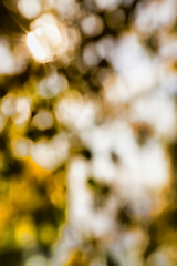 Image showing autumn weather in the forest