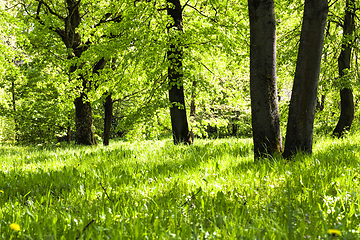 Image showing Sunny bright weather