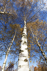 Image showing autumn nature