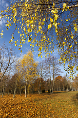 Image showing autumn yellow foliage