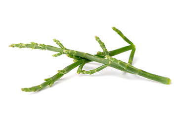 Image showing Fresh marsh samphire