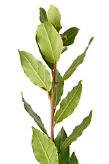 Image showing Detail of laurel branch