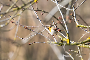 Image showing bird European Robin Red Breast